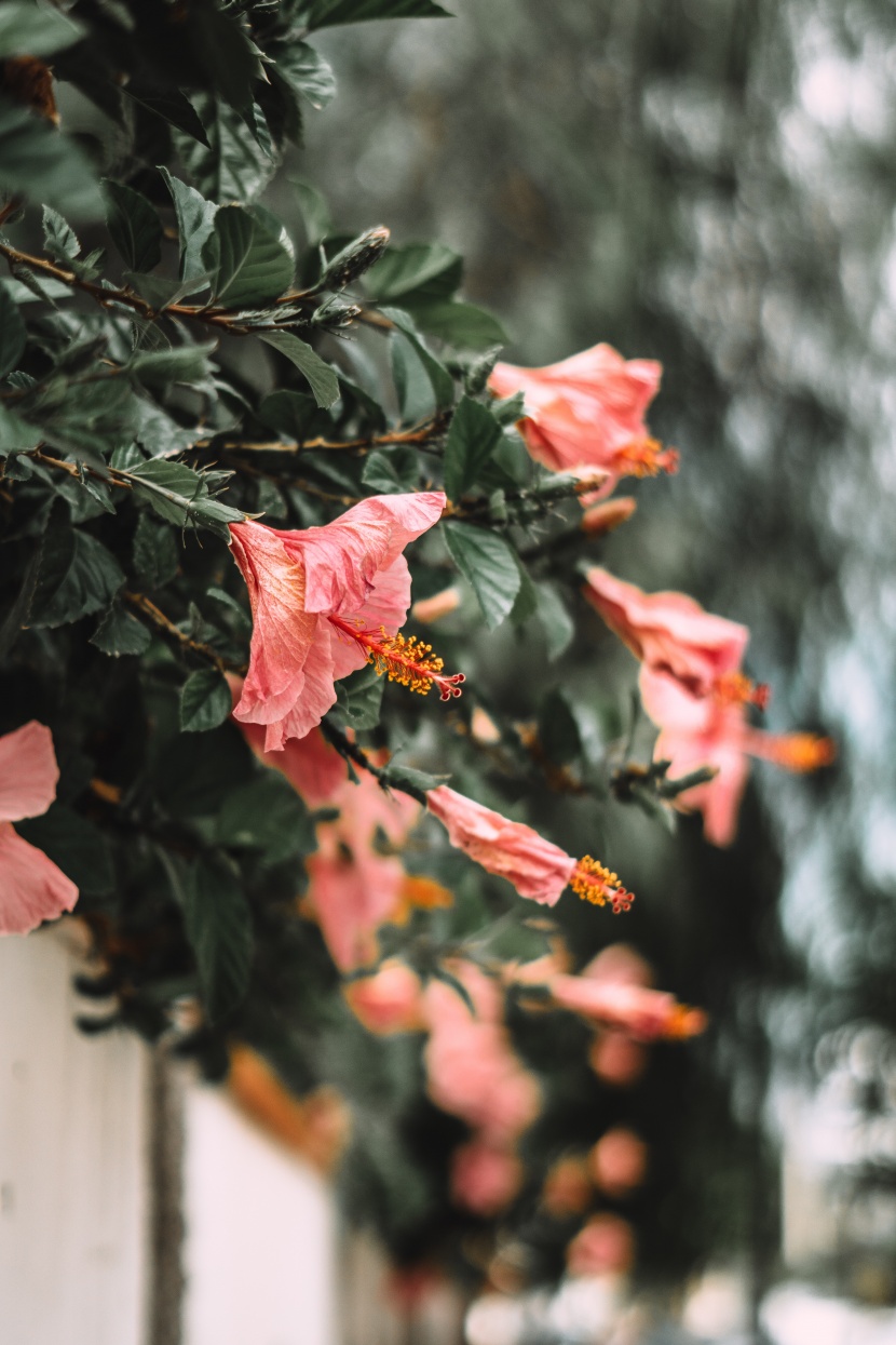 清新娇艳的芙蓉花图片