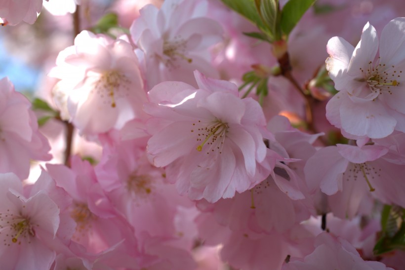 生机勃勃灿烂盛开的樱花图片