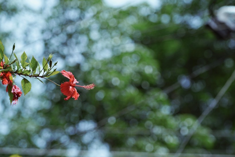 清新娇艳的芙蓉花图片