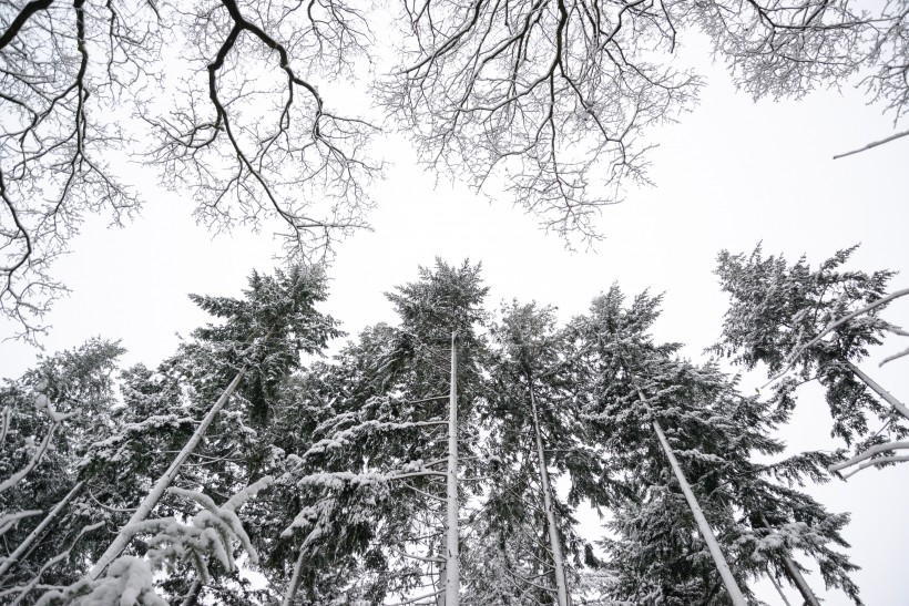 大雪覆盖下挺拔的松树图片