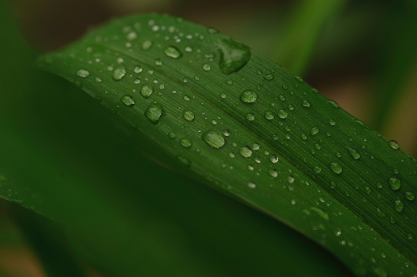 被雨水打湿的叶子图片