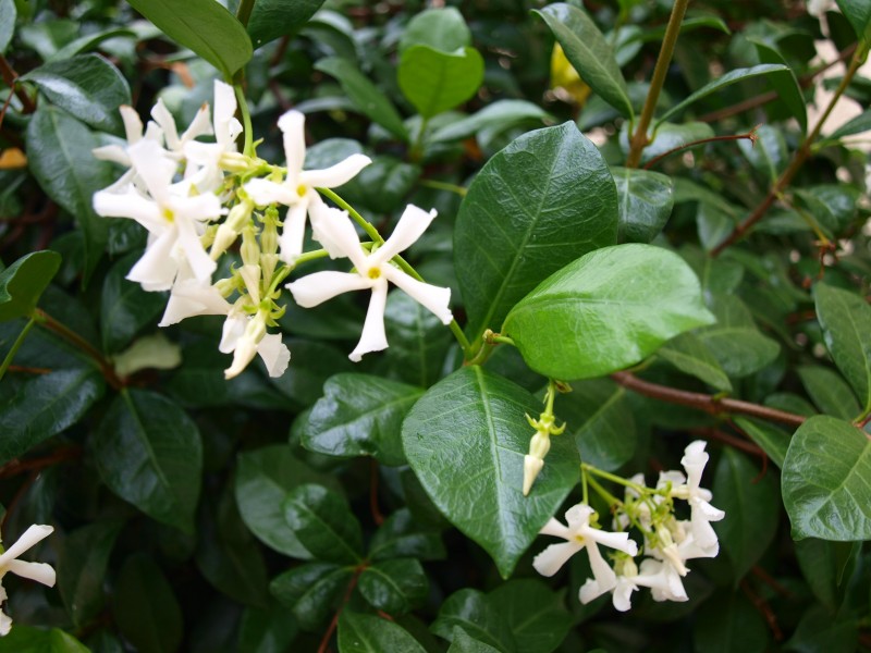 纯洁芳香的茉莉花图片