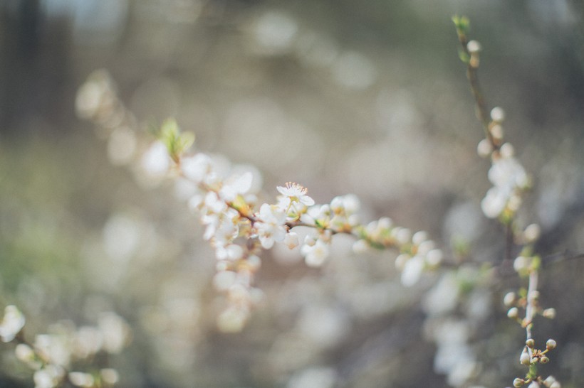 苹果树花图片