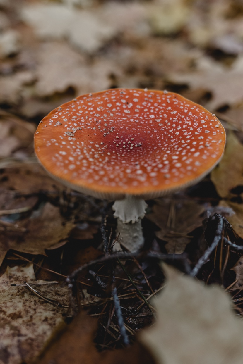 森林中漂亮的野生蘑菇图片