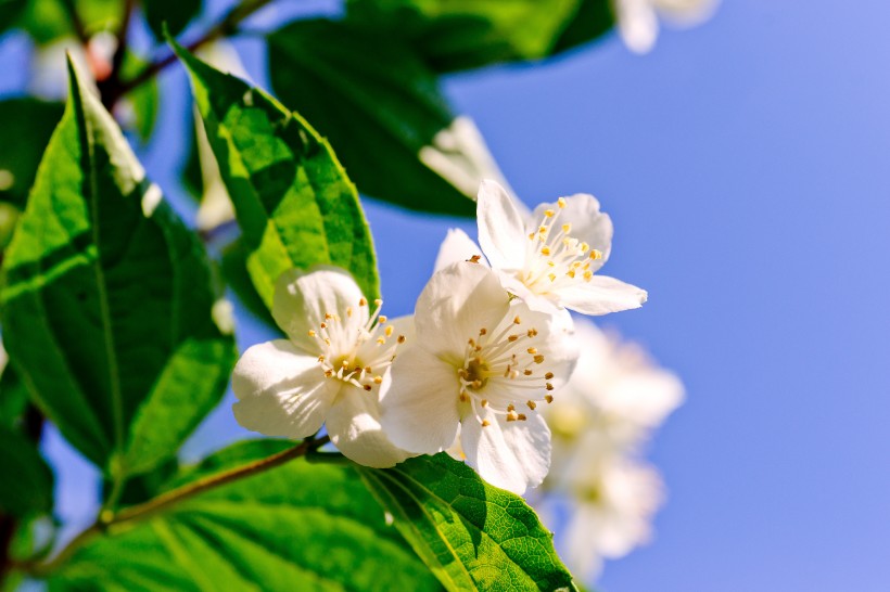 芳香洁白的茉莉花图片