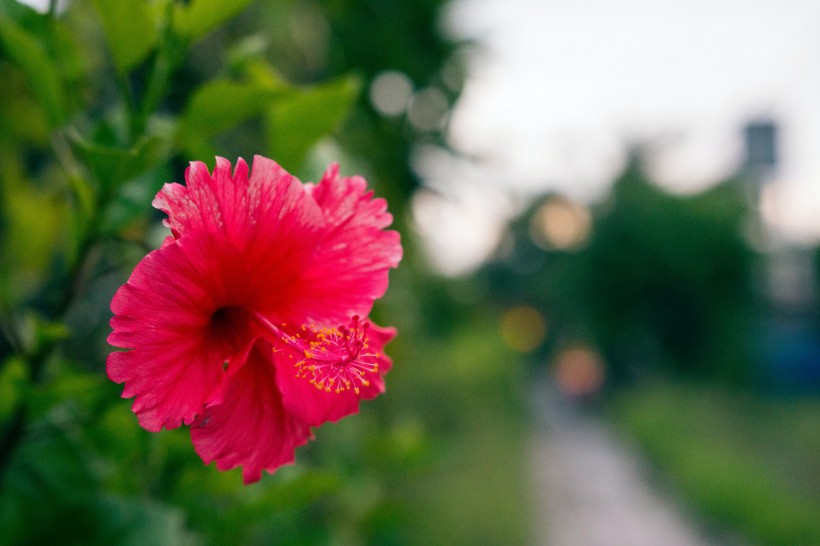 纤细清雅的芙蓉花图片