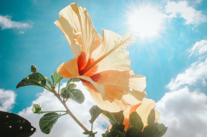 清新娇艳的芙蓉花图片