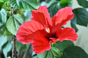 清新娇艳的红色芙蓉花图片(15张)