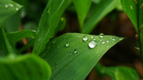 雨后绿叶图片(11张)