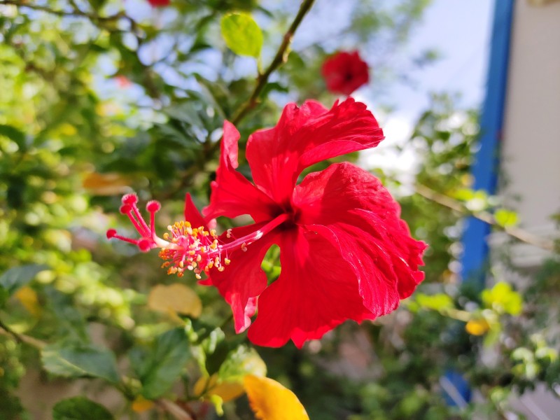 纤细清雅的芙蓉花图片