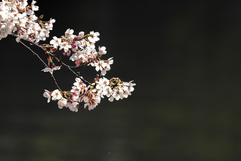 美丽的日本樱花图片