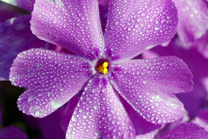 沾满水珠的鲜花图片