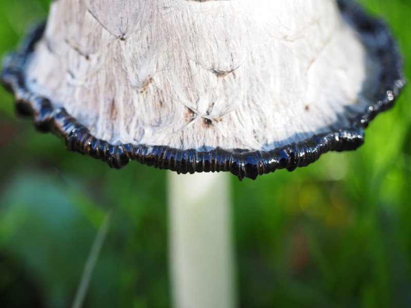 草丛中野生的鸡腿菇图片