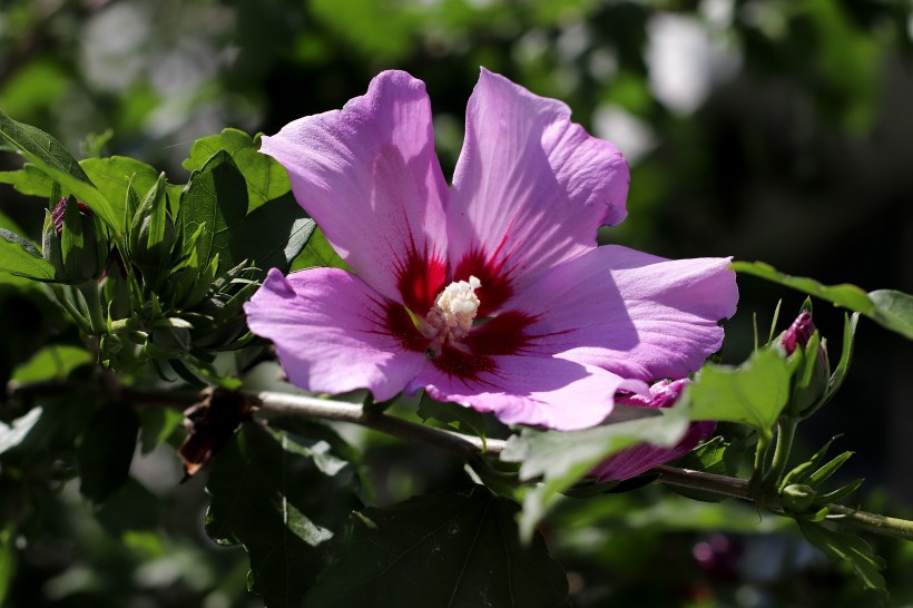 纤细清新的芙蓉花图片