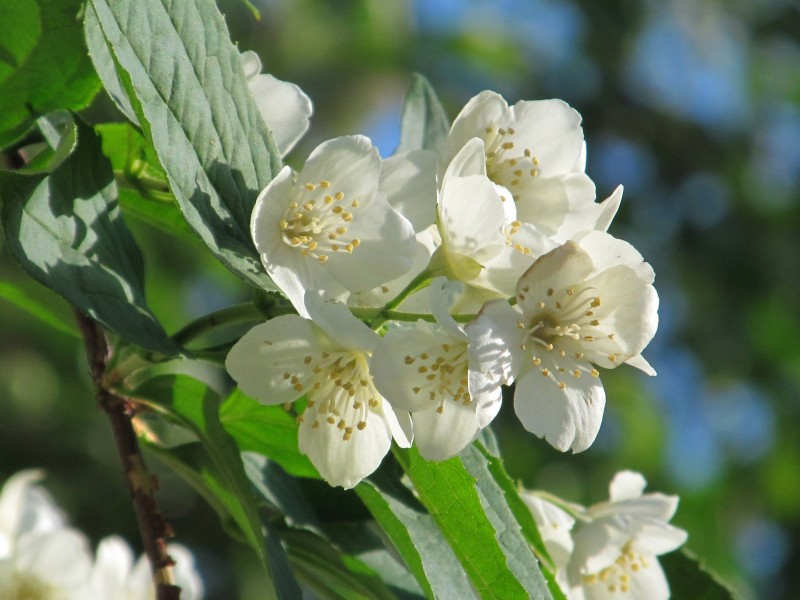 纯洁芳香的茉莉花图片