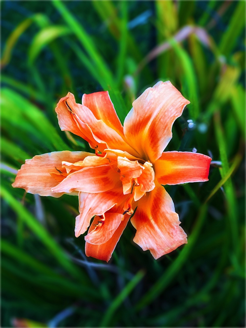 优雅芳香的百合花图片