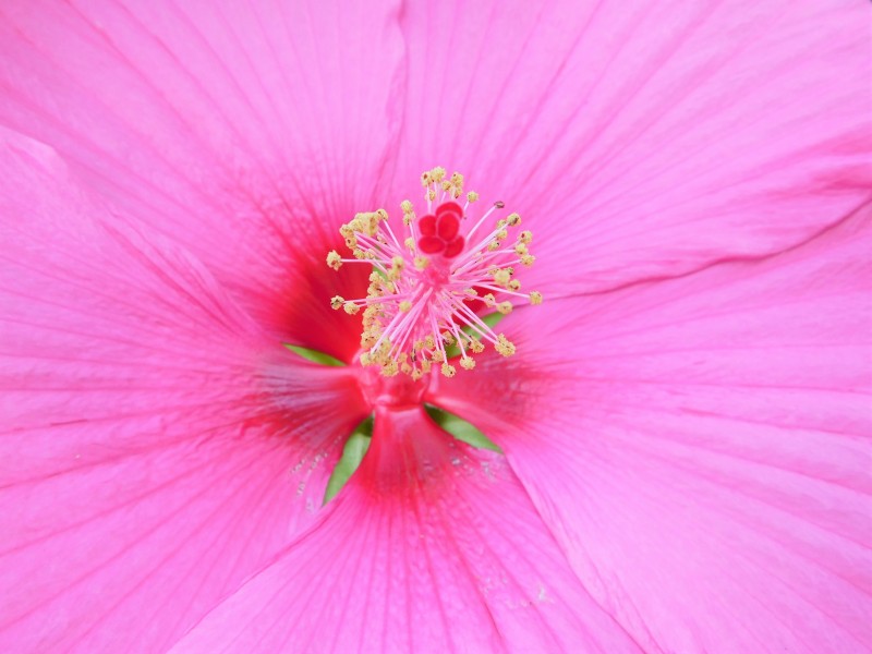 纤细纯洁的芙蓉花图片