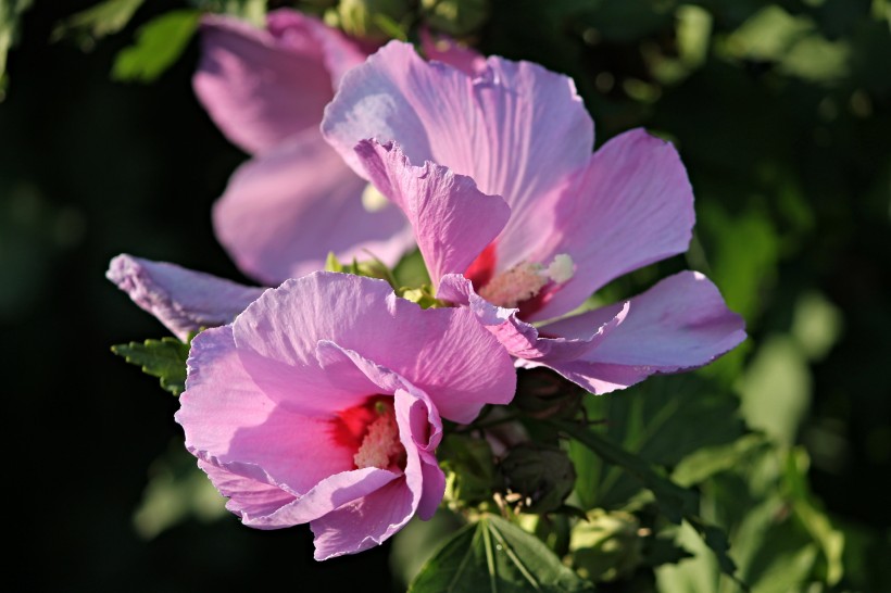 纤细纯洁的芙蓉花图片