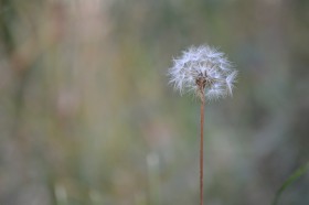 毛茸茸的蒲公英图片(14张)