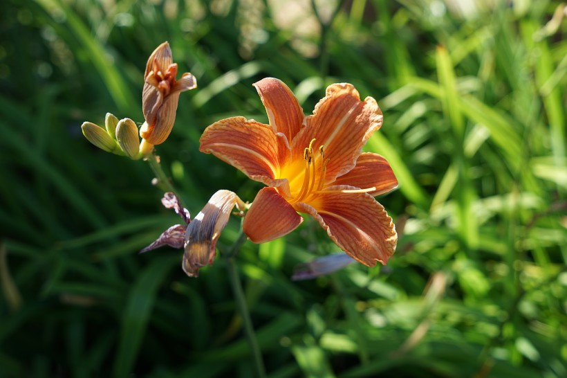 千娇百媚的百合花图片