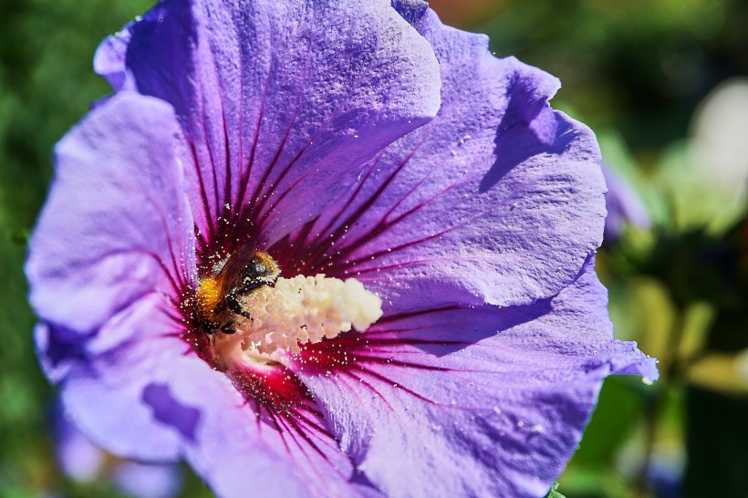 纤细纯洁的芙蓉花图片