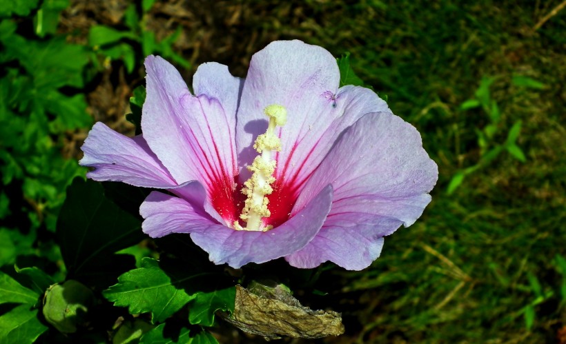 纤细清新的芙蓉花图片