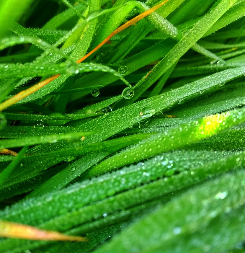 挂着水滴的草丛图片