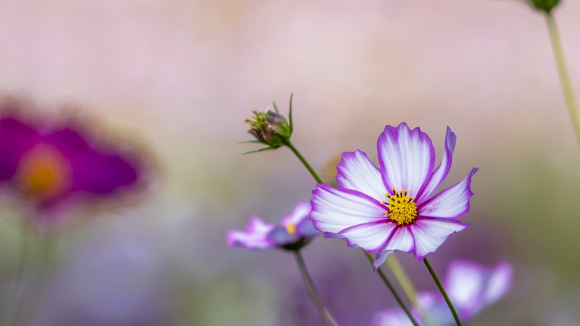 唯美淡雅的格桑花图片