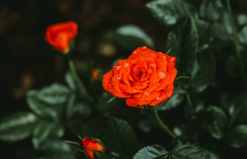 沾满水珠的鲜花图片