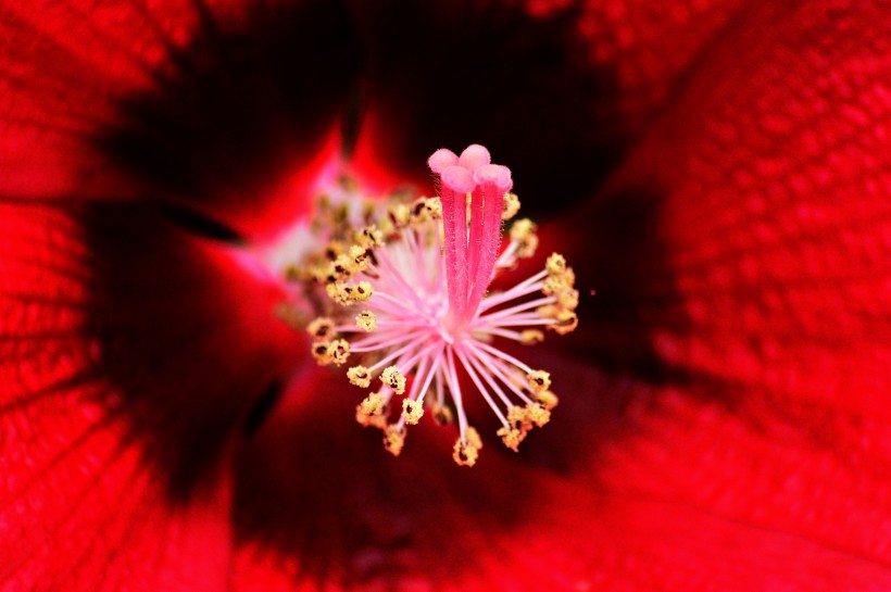 纤细纯洁的芙蓉花图片