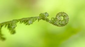 绿色清新的蕨菜图片(14张)