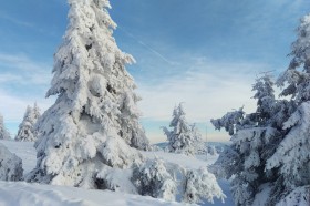 大雪覆盖的树木图片(11张)