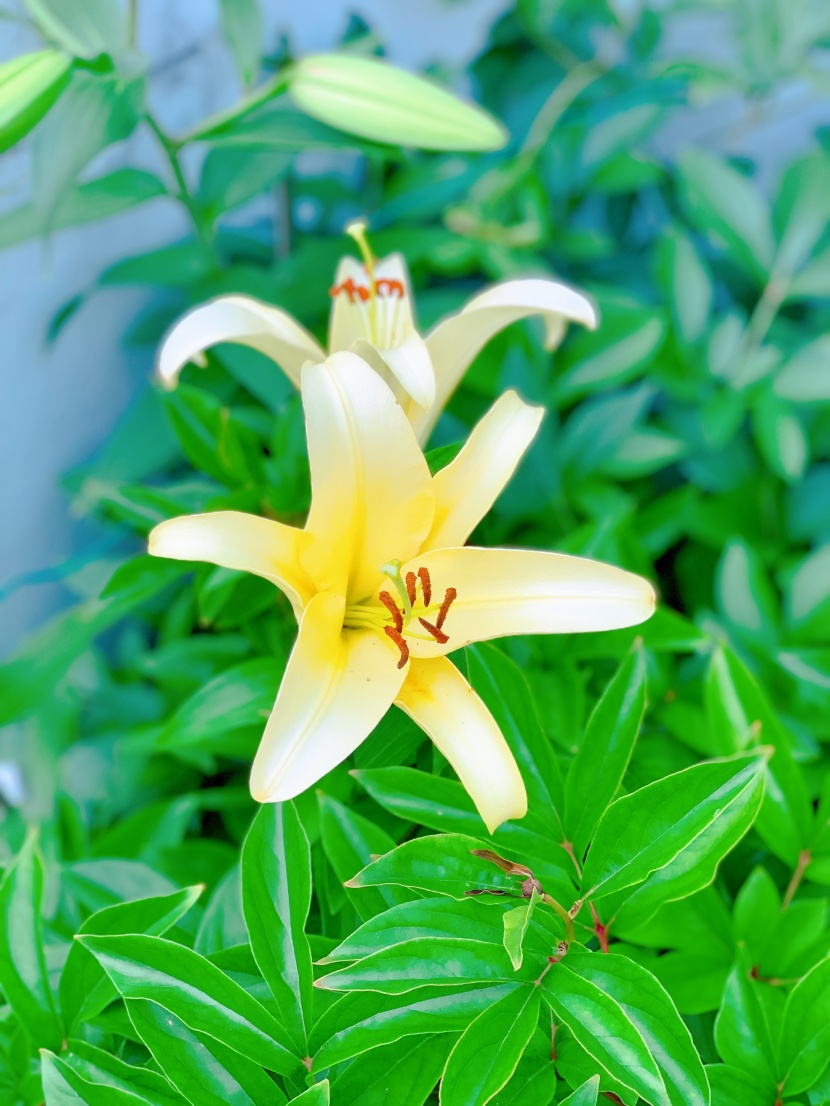 优雅芳香的百合花图片