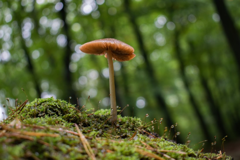 森林中野生的蘑菇图片