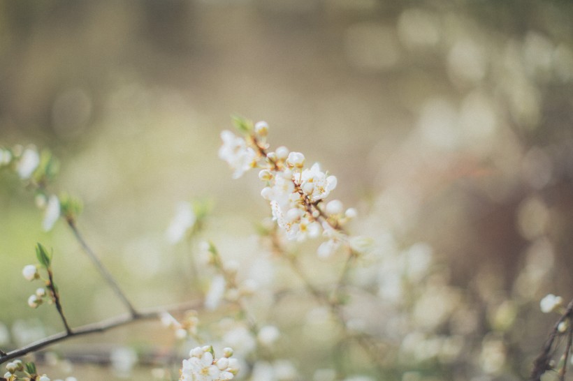 苹果树花图片