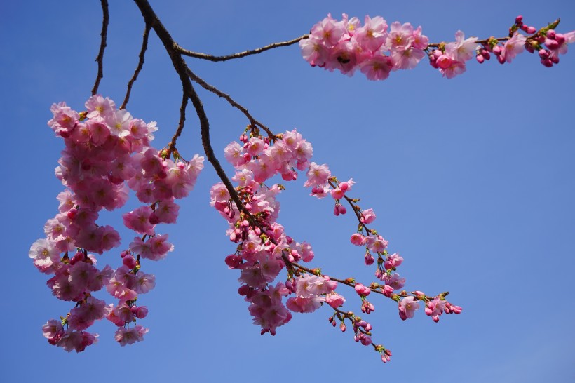 生机勃勃灿烂盛开的樱花图片