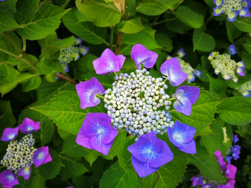 花团锦簇的八仙花图片