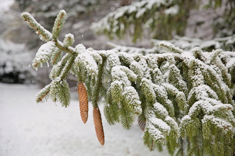 大雪覆盖下挺拔的松树图片