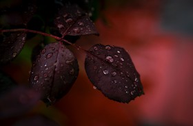 被雨水打湿的叶子图片(10张)