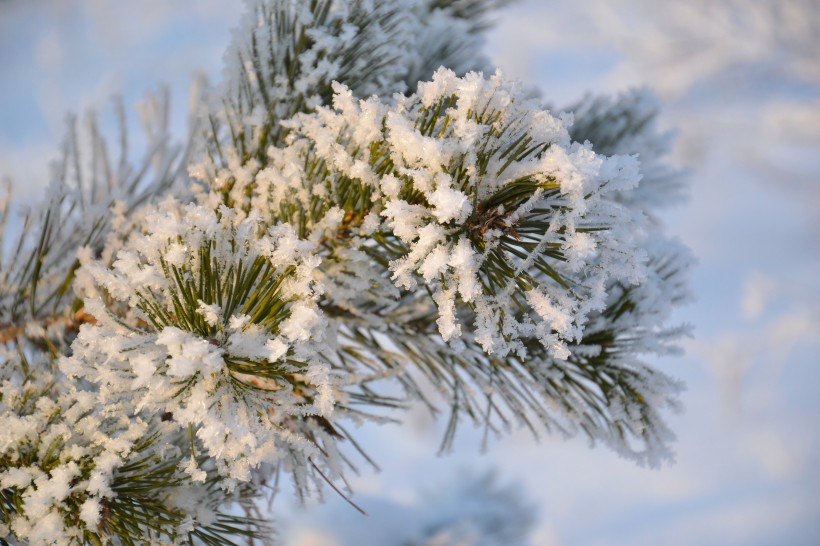 大雪覆盖下挺拔的松树图片