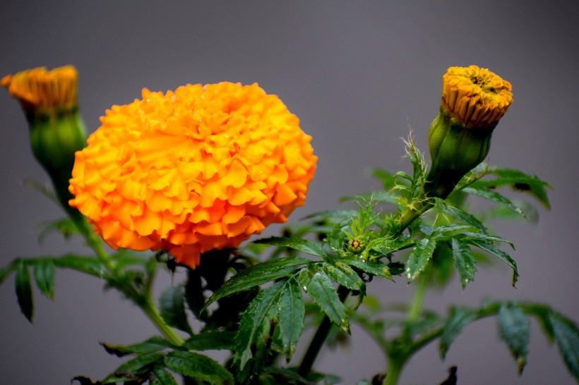 四季花万寿菊图片