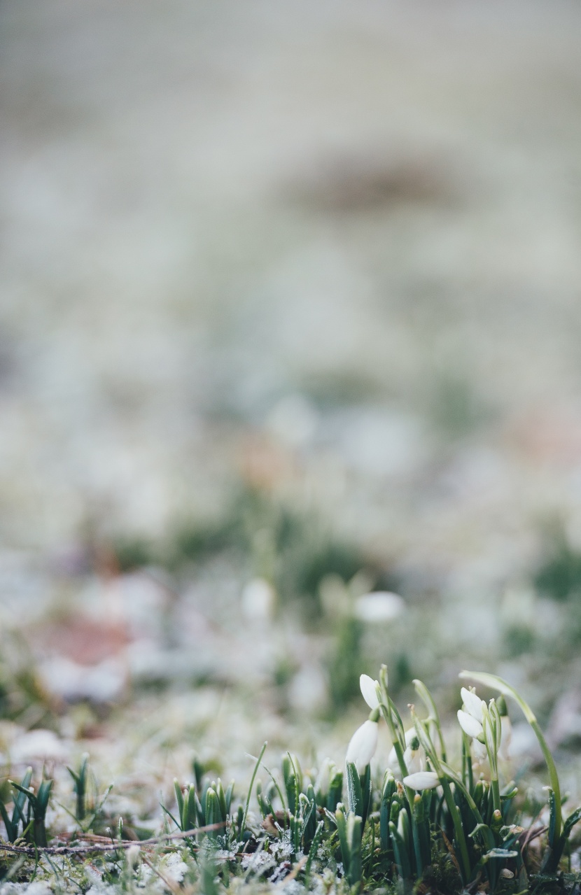 洁白如雪的雪滴花图片