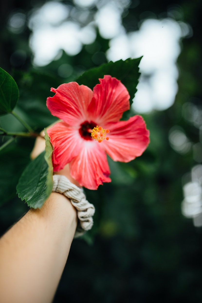 纤细清雅的芙蓉花图片