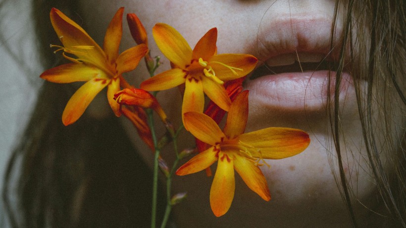 清丽芳香的百合花图片