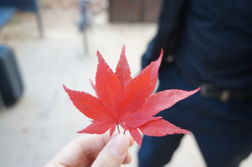 一片枫叶的图片