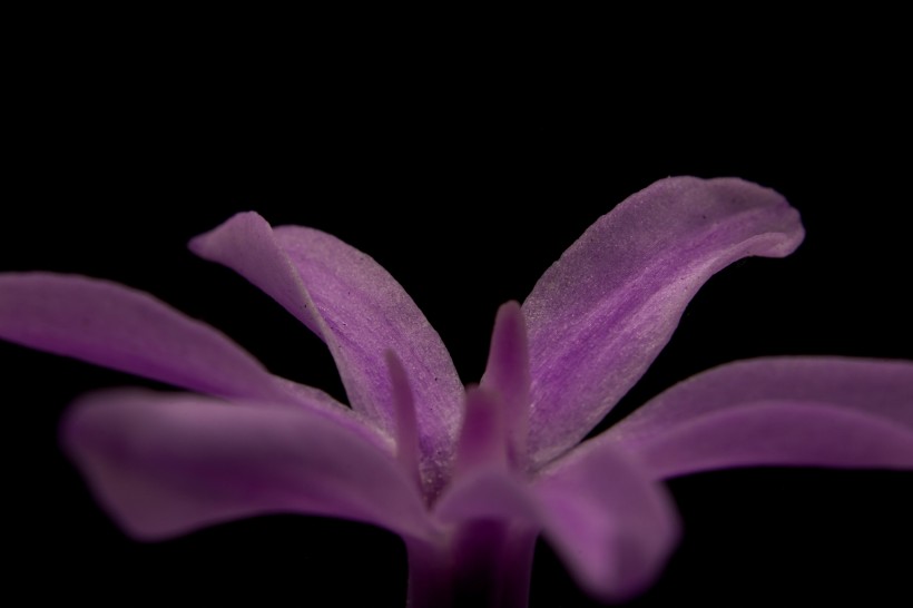 花蕊的特写图片