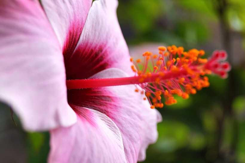 纤细清新的芙蓉花图片