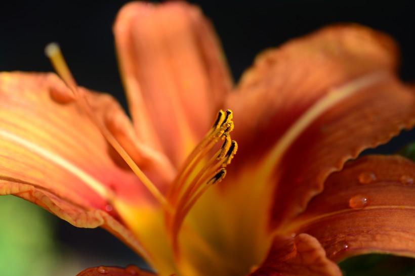 千娇百媚的百合花图片