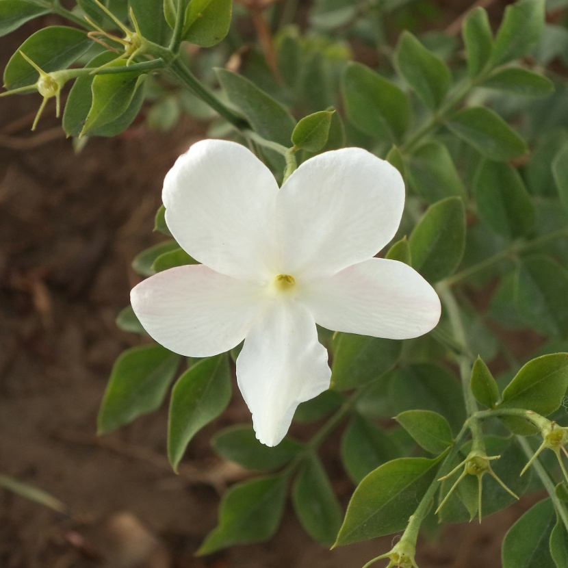 芳香洁白的茉莉花图片