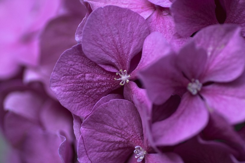 花团锦簇的淡紫色八仙花图片